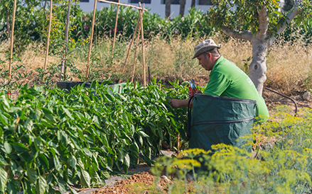 Organic Field