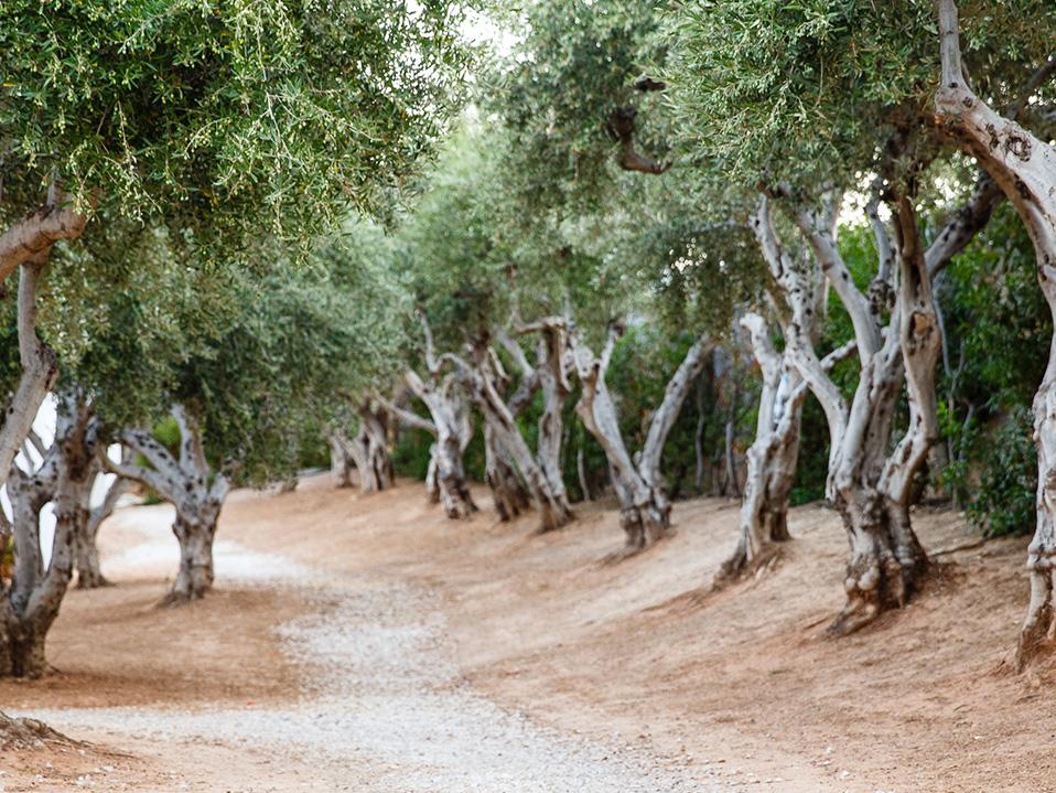 Organic Field